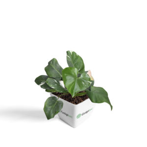 Philodendron White Wizard