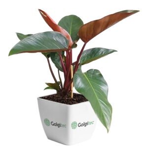 Philodendron 'Rojo Congo'