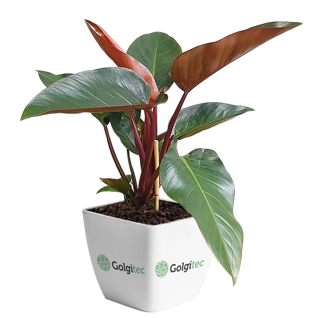 Philodendron 'Rojo Congo'